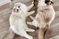 Zarejestrowane koty rasy Ragdoll pci mskiej i eskiej do adopcji.